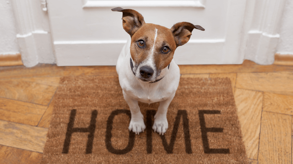 Australian landlords can no longer refuse pets in apartments