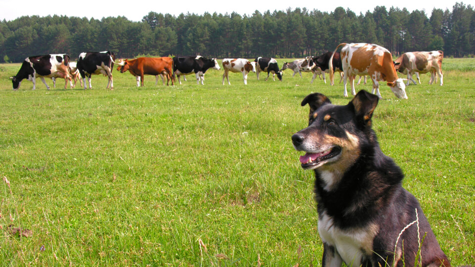 How can raw meat for dogs remain sustainable in the future?