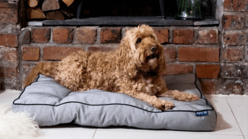 Central Garden & Pet Company invests in eco pet product startup Project Blu