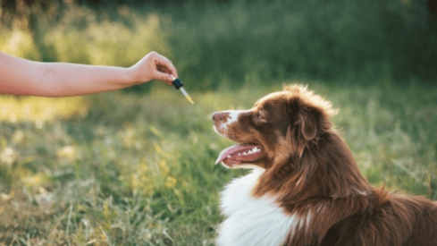 CBD can address loneliness and motion sickness in dogs, study reveals