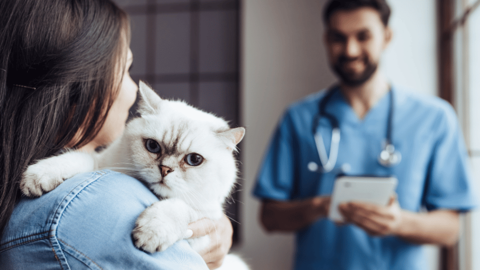 Most US pet parents grapple with healthcare expenses