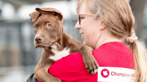 Champion Petfoods donates more than 3.7 Million meals to help pets in need