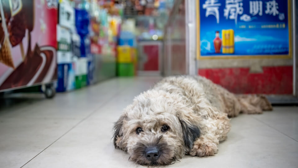 China lifts ban on certain pet food imports