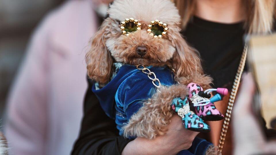 The booming business of luxury for pets