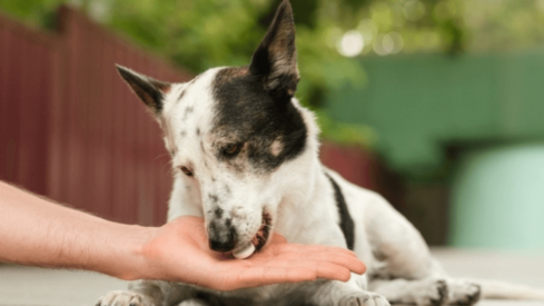 Update: Pet supplement segment soaring