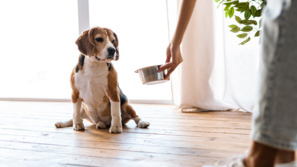 Pet food ingredients: What do pet owners actually prefer?
