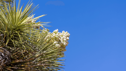 Natural ingredients: The case of yucca and sorghum