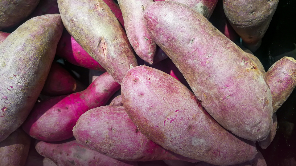 The growing usage of sweet potato in pet food formulation