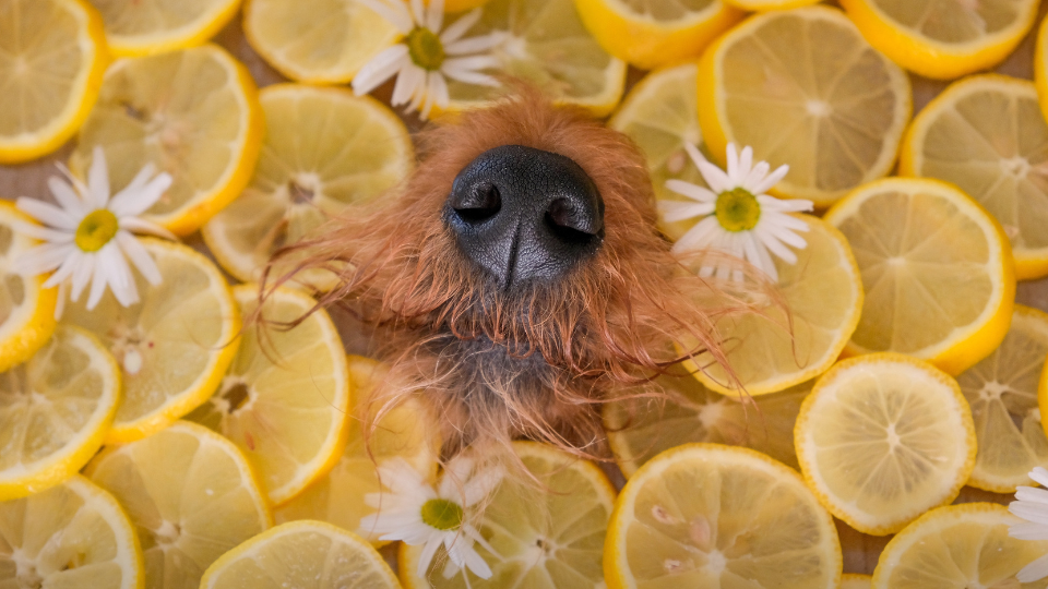 The world of citrus fiber in pet food