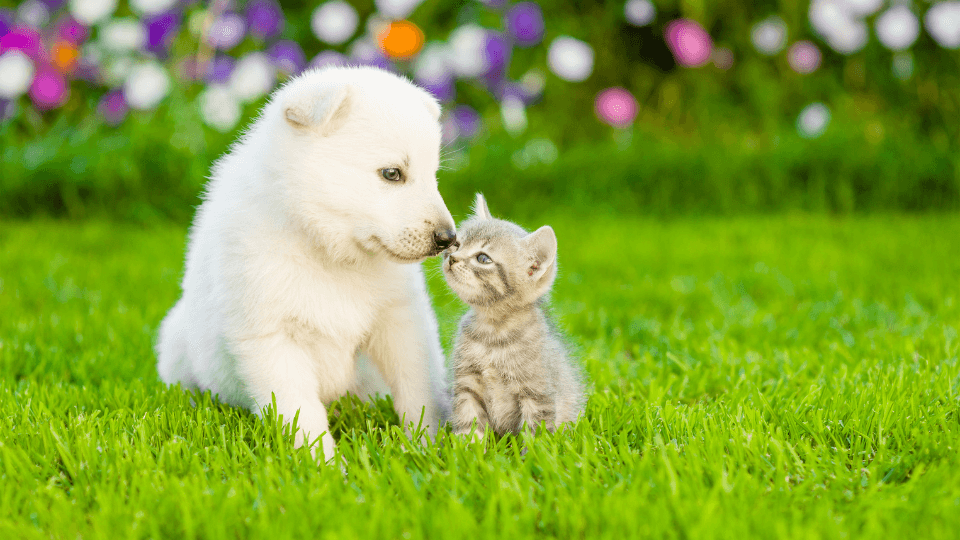 Survey data shows puppy and kitten owner preferences and buying behavior