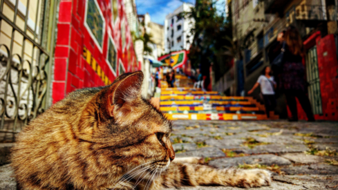 Country report: Brazil – Pet market skyrockets despite global headwinds