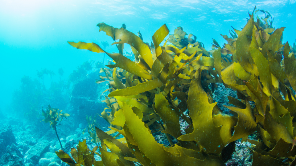 Seaweed: the benefits of this eco-friendly algae