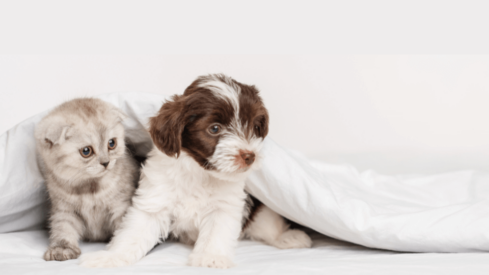 Huge potential for specialized products for puppies and kittens