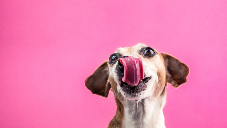 The growing popularity of raw pet food toppers