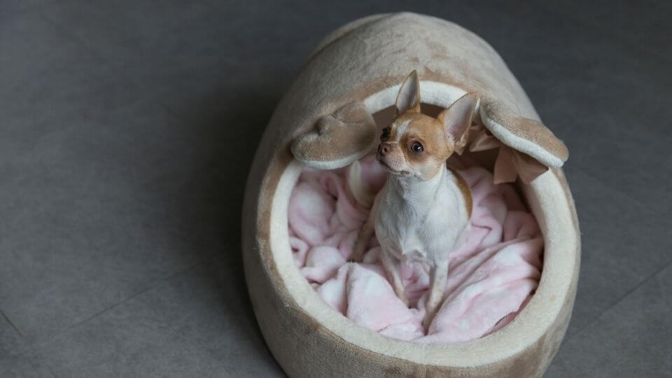 Humanization in pet beds, crates and cushions