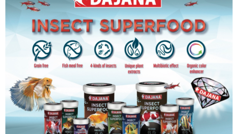 Insect superfood