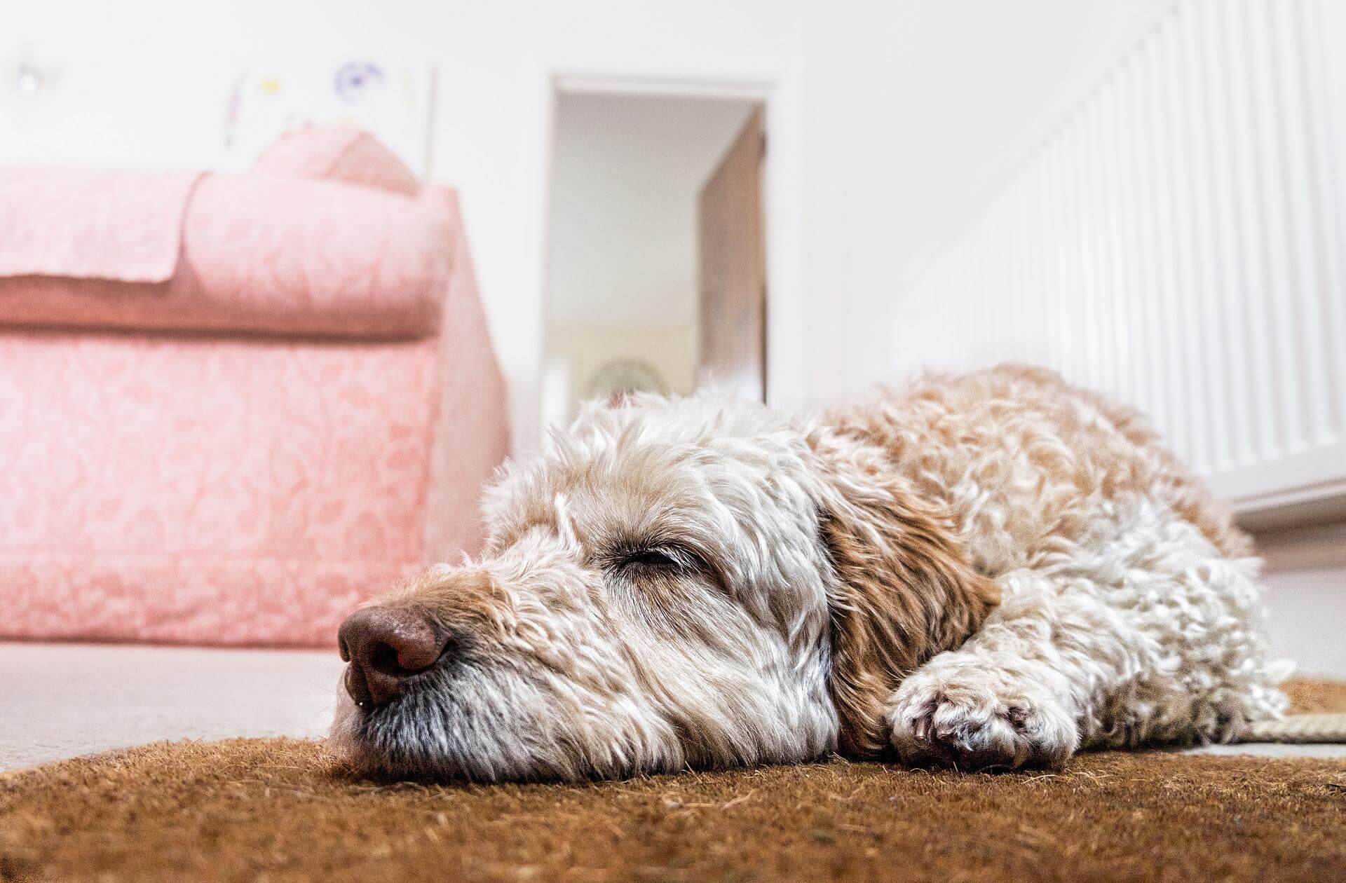Six in ten UK households own a pet, with dogs more popular than ever