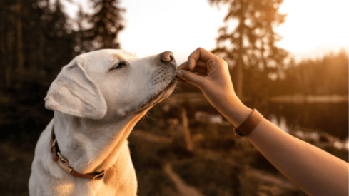 Less than half of dog owners are convinced that they are feeding their dog correctly