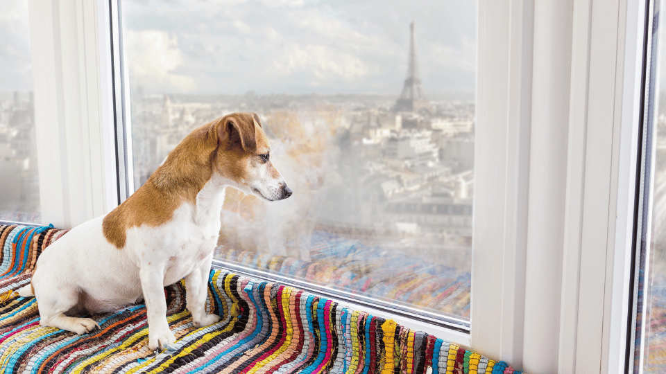 France has lost 1 million pets since 2020