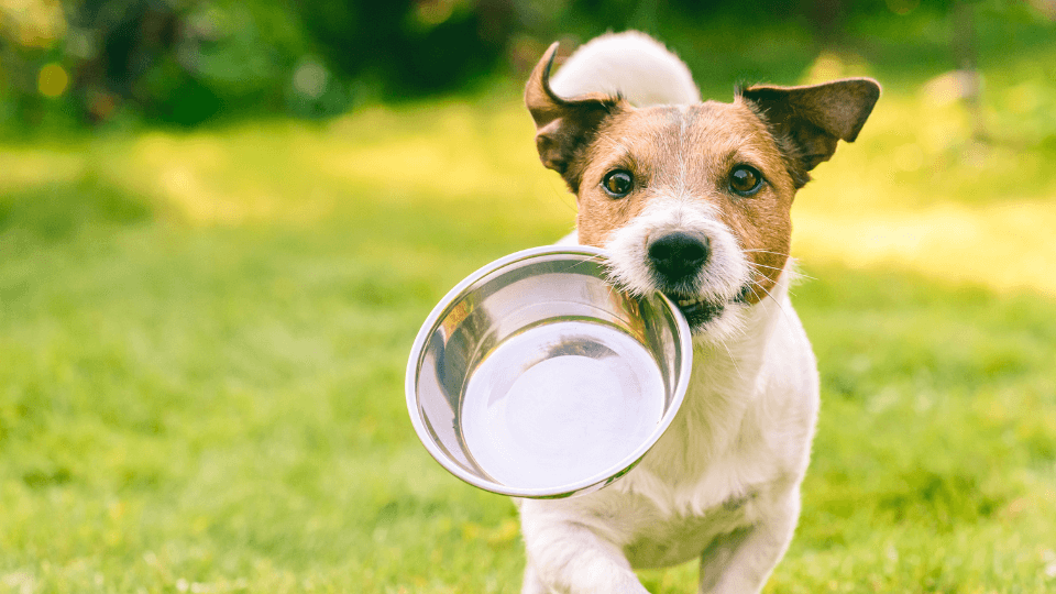 Taiwan’s pet food exports jump 377% in 6 years