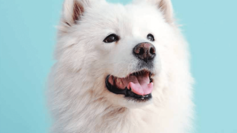 Which are the 5 countries with the most cats and dogs in Europe?