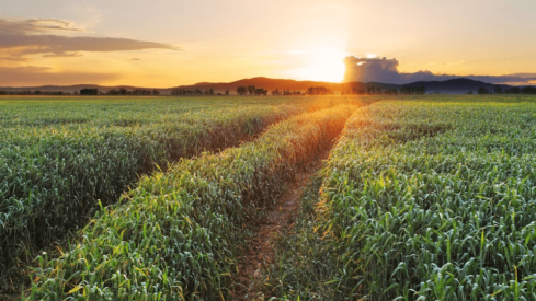 Ingredient manufacturer has obtained approval to market strategic products in Brazil