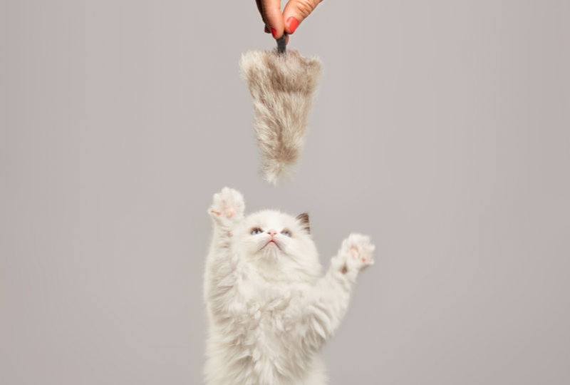 Rabbit fur cat toy