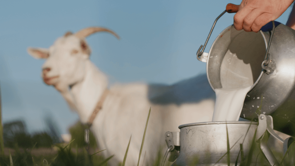 Adding goat milk to pet food: The latest raw food fad?
