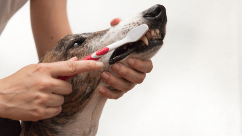 Good pet health starts with a proper toothbrush