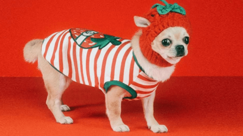 Top designer brands enter the pet lifestyle business