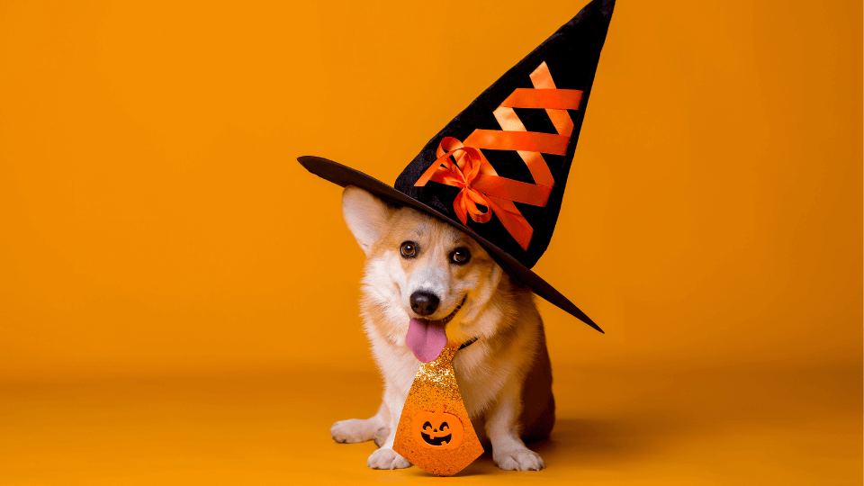 Almost 8 out of 10 American pet parents will dress up their pets for Halloween