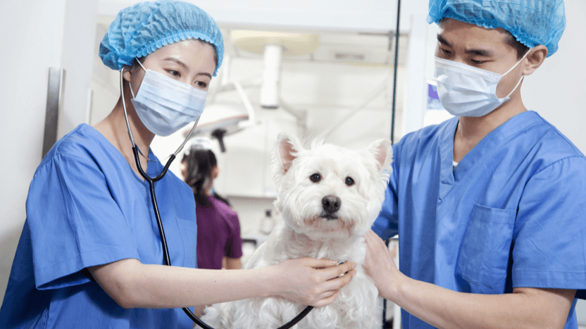 Rising awareness of the need for pet healthcare in Asia