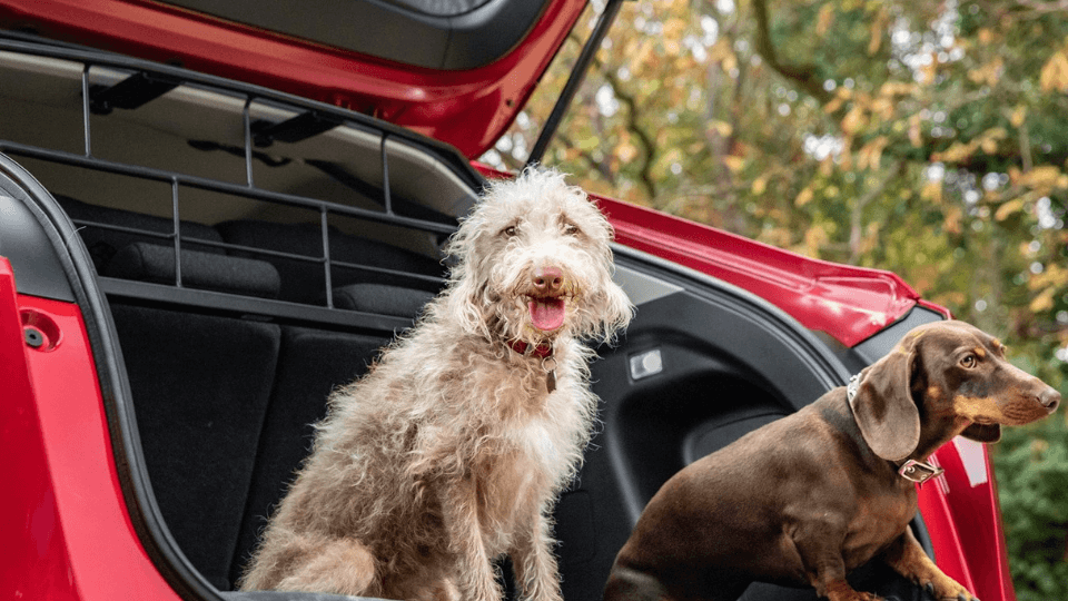 Honda launches accessories to improve dog safety in cars