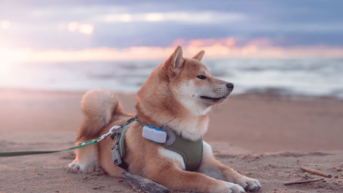 How biometric wearables could transform well-being for dogs