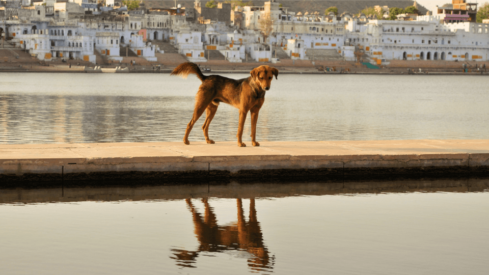 D2C pet care brand Wiggles raises .5 million