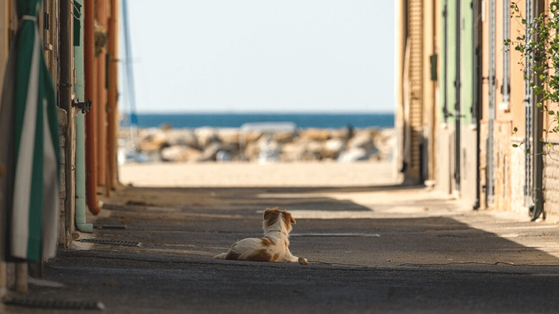 Pet population in Italy grows and boosts nutrition sales