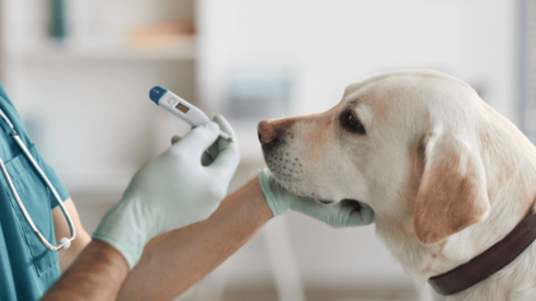 JAB expands pet industry portfolio with 2 acquisitions