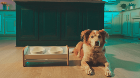 Kibble Katcher wins European Product Design Award