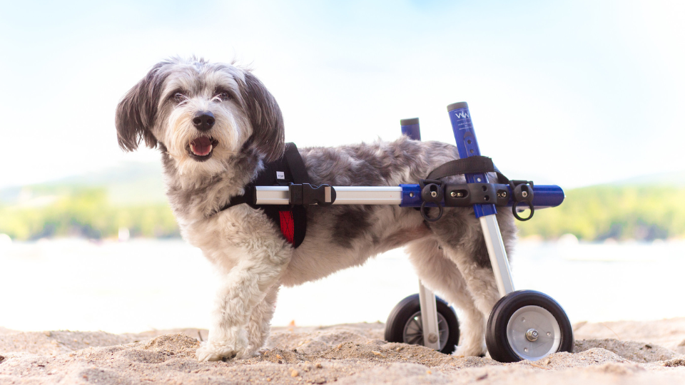 Lintbells acquires US pet mobility aid provider Walkin’ Pets