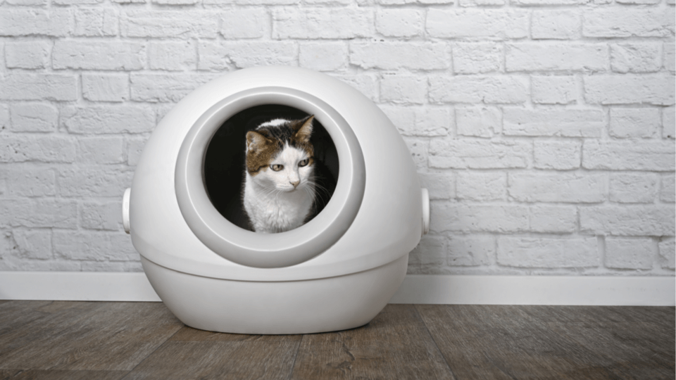 Innovation-driven cat litter and cat health