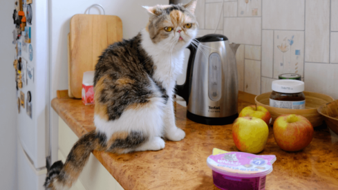 Mars implements same-day delivery for its pet products in the US