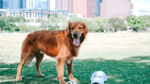 Odie Pet Insurance announces million funding round