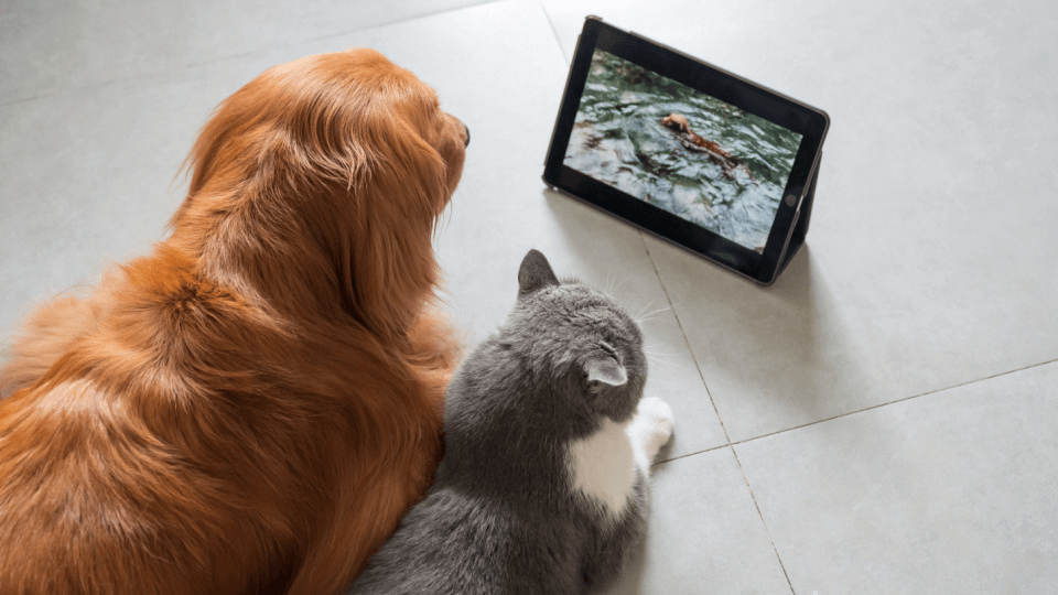 Online entertainment for pets