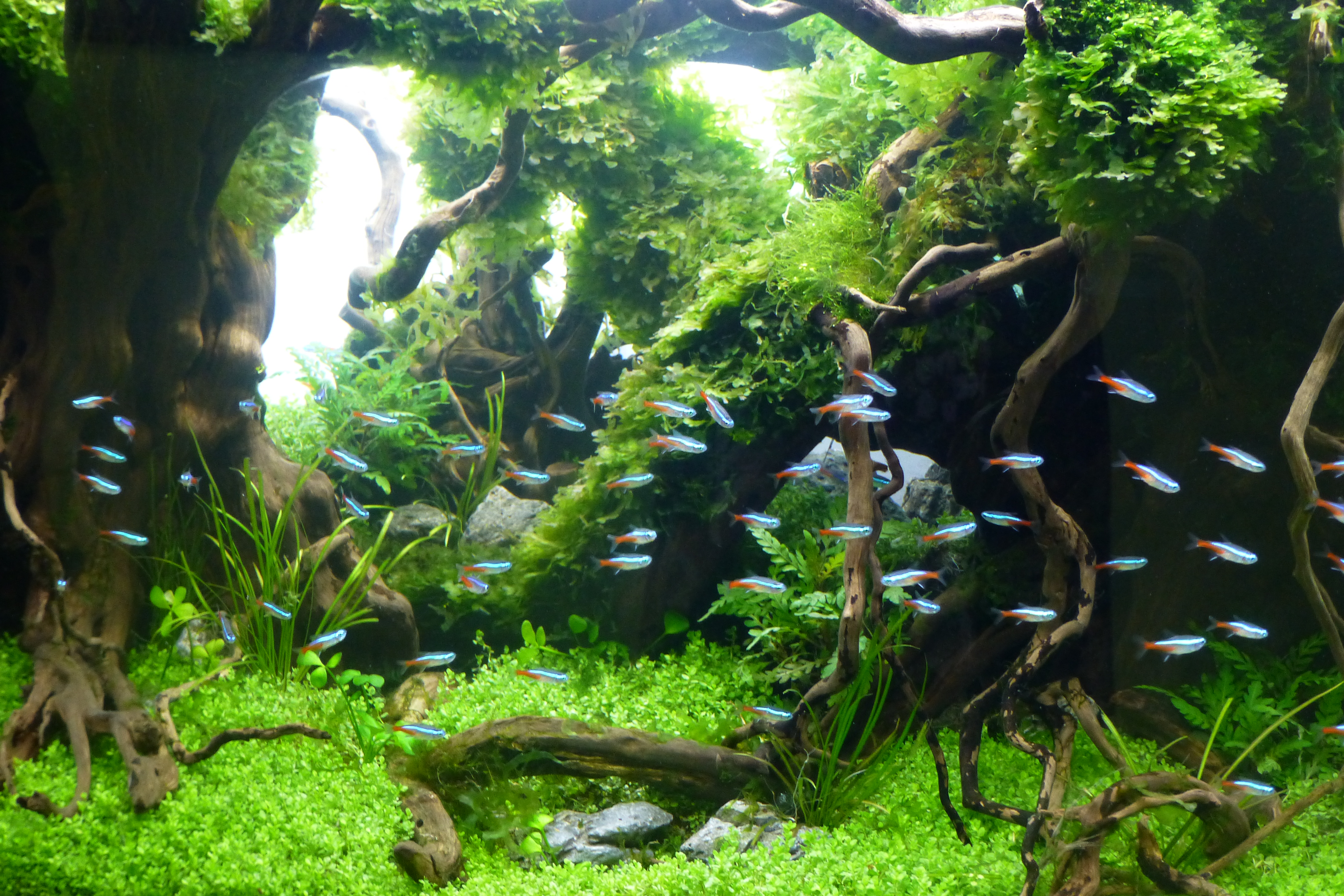 The future of the ornamental fish industry