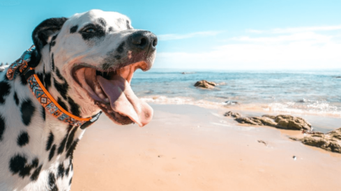 UK pet tech startup raises six-figure investment