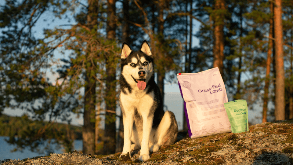 Petbuddy Group takes over British pet food manufacturer Little BigPaw