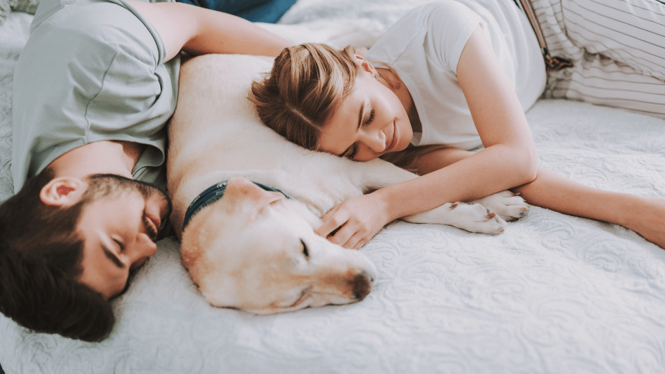 8 out of 10 single American pet parents allow dogs to sleep on their bed, survey finds