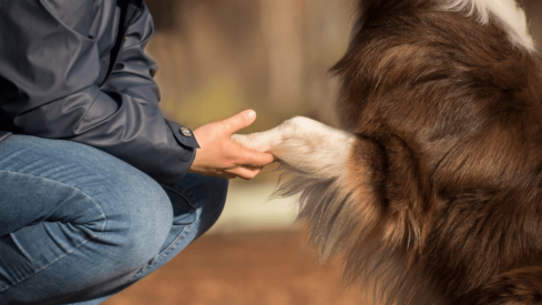 The UK Food Safety Research Network funds a raw pet food project