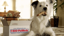 PetMeds reports a sharp decline in sales