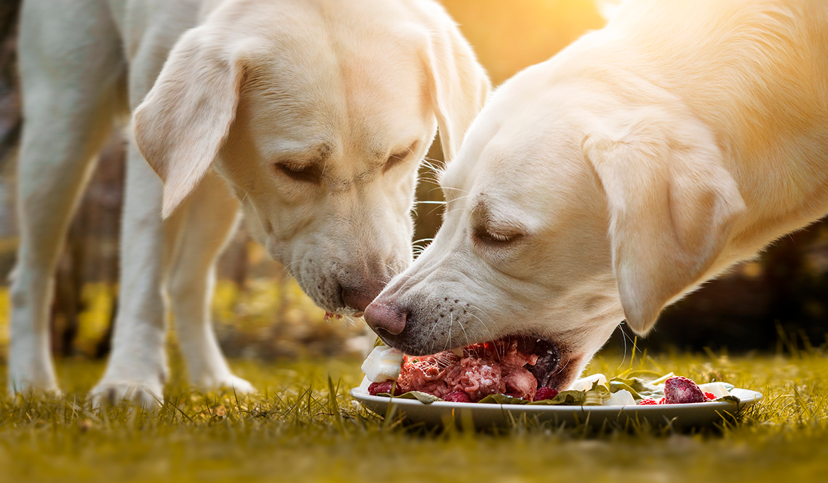 Capturing the potential of raw pet food